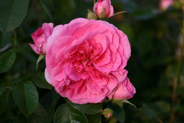 Gertrude Jekyll�