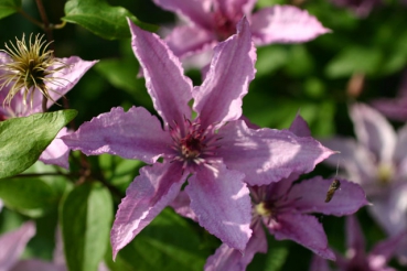 Clematis Hagley Hybrid