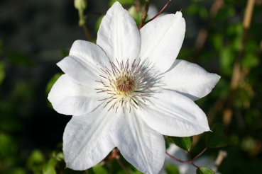 Clematis Henryi
