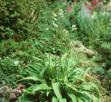 Hosta lancifolia [(Thunb.) Engler]