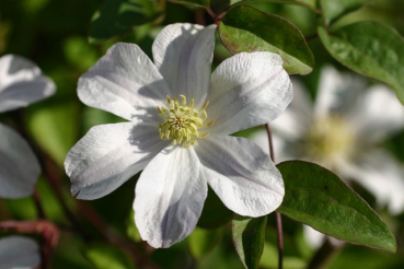 Clematis viticella Huldine
