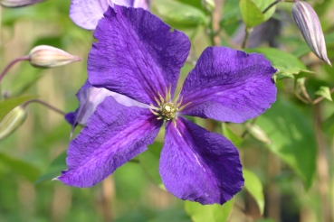 Clematis Jackmanii Superba