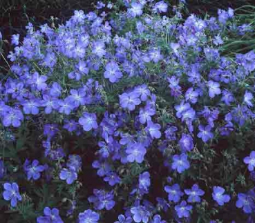 Geranium Pratense-Hybride Johnsons Blue