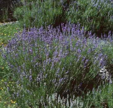 Lavandula angustifolia Hidcote Blue
