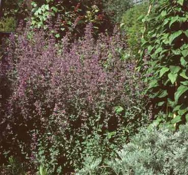Nepeta � faassenii Six Hills Giant
