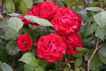 Paul's Scarlet Climber