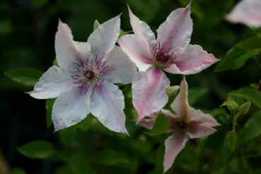 Clematis Pink Fantasy