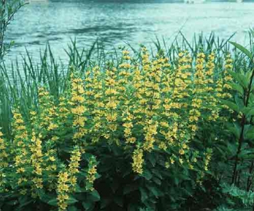 Lysimachia punctata [L.]