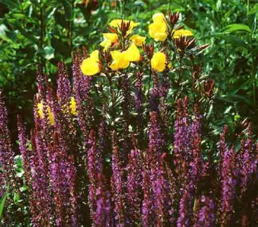 Salvia nemorosa Ostfriesland