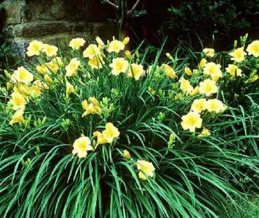 Hemerocallis Hybride Stella de Oro