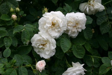 Alba Suaveolens