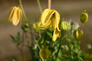 Clematis tangutica Aureolin
