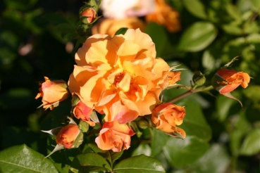 Bestellm&ouml;glichkeit Rose Tequila Foto Rosen-direct
