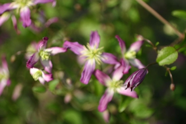 Clematis triternata Rubromarginata