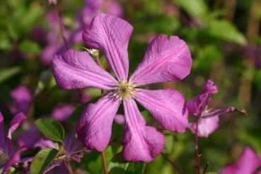 Clematis viticella Kermesina
