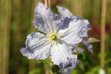 Clematis viticella Prince Charles