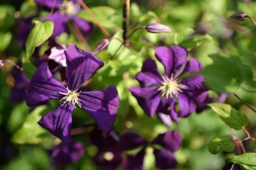 Clematis viticella Blue Belle