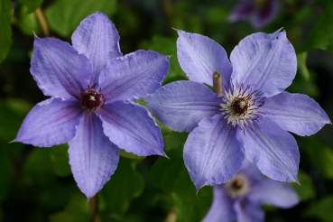 Clematis William Kennett
