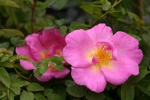 Marguerite Hilling