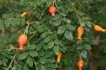 Bestellm&ouml;glichkeit Rose: Rosa moysii Foto Rosen-Direct.de