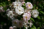 Rose Paul`s Himalayan Musk Foto Rosendirect