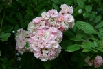 Rose Bonny Foto rosen-direct
