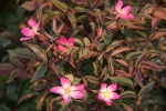 Rosa glauca
