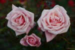 Bestellm&ouml;glichkeit Rose: Blossomtime Foto Rosen-Direct.de