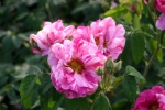 Rosa gallica Versicolor