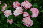 Rosenstadt Freising�