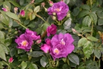 Rhapsody in Blue�