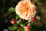 Sangerh�user Jubil�umsrose�