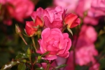 Rose Maxi Vita Foto rosen-direct