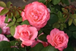Rosen-Direct.de: Aachener Dom - Container Rose im 4 ltr Topf