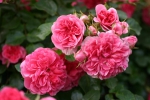 Pink Swany �