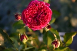 Rose: Falstaff Foto Rosen-Direct.de