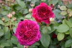 William Shakespeare 2000�