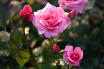 Carina�