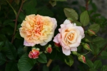 Aloha-Kordes`Rose Aloha�