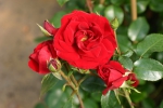 Amadeus�