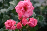 Ramira�