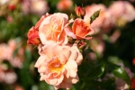 Aprikola� (Treeroses)