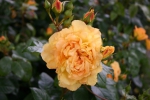 Bernstein Rose�  (Treeroses)