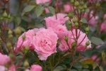 Bonica 82 �(Treeroses)
