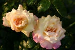 Gloria Dei (Treeroses)