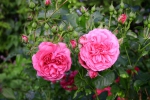 Rosarium Uetersen� (Treeroses)