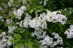 Rosa multiflora