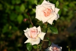 Penny Lane�