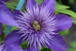 Clematis Multi Blue