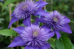 Clematis Multi Blue